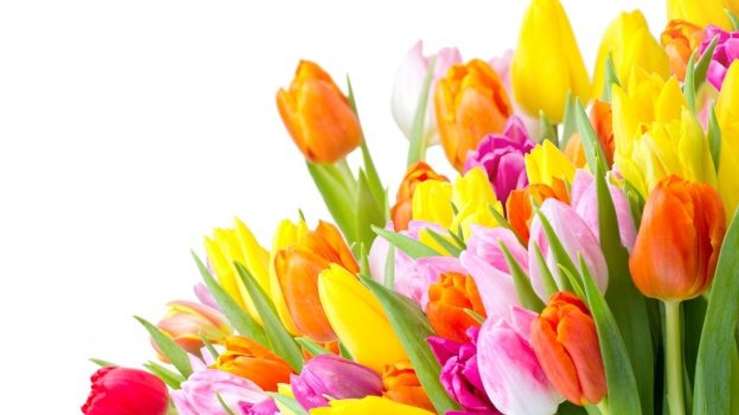 tulipe à coeur